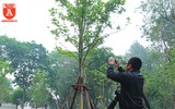 Ngỡ ngàng hàng phong trổ lá xanh mướt bên hồ Hoàn Kiếm